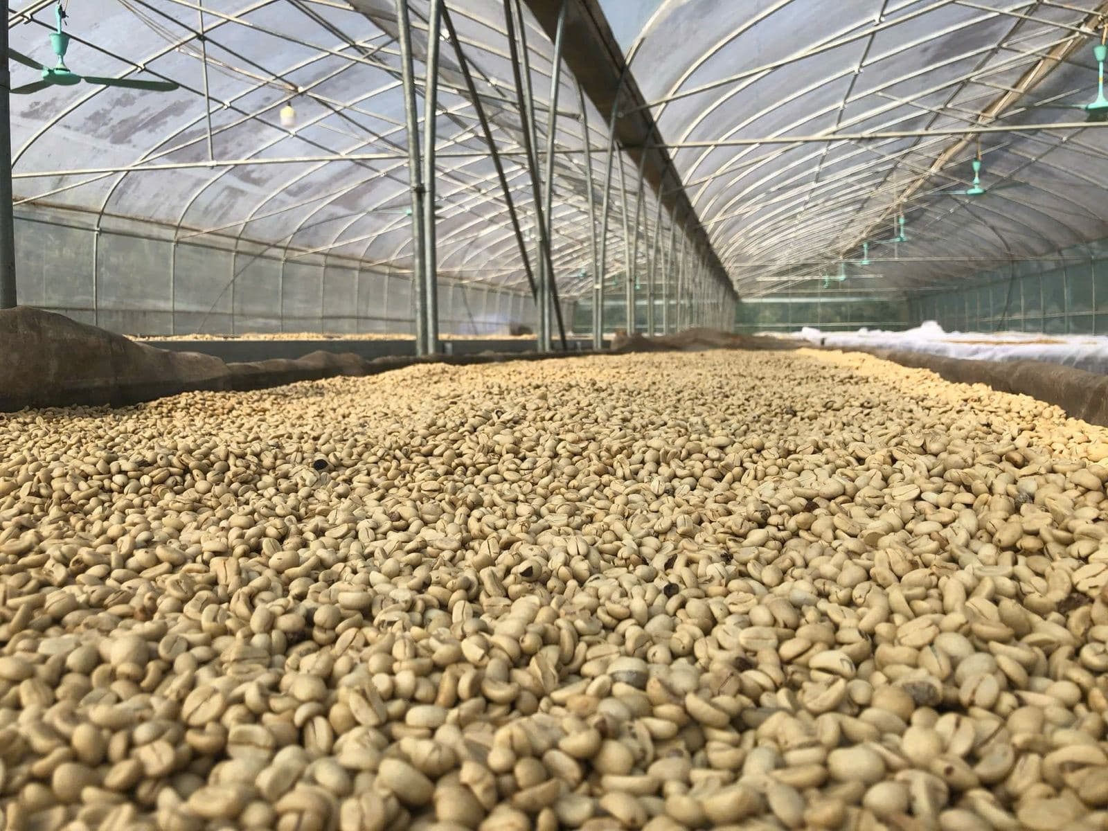 Parchment coffee spread out under the greenhouse dryer