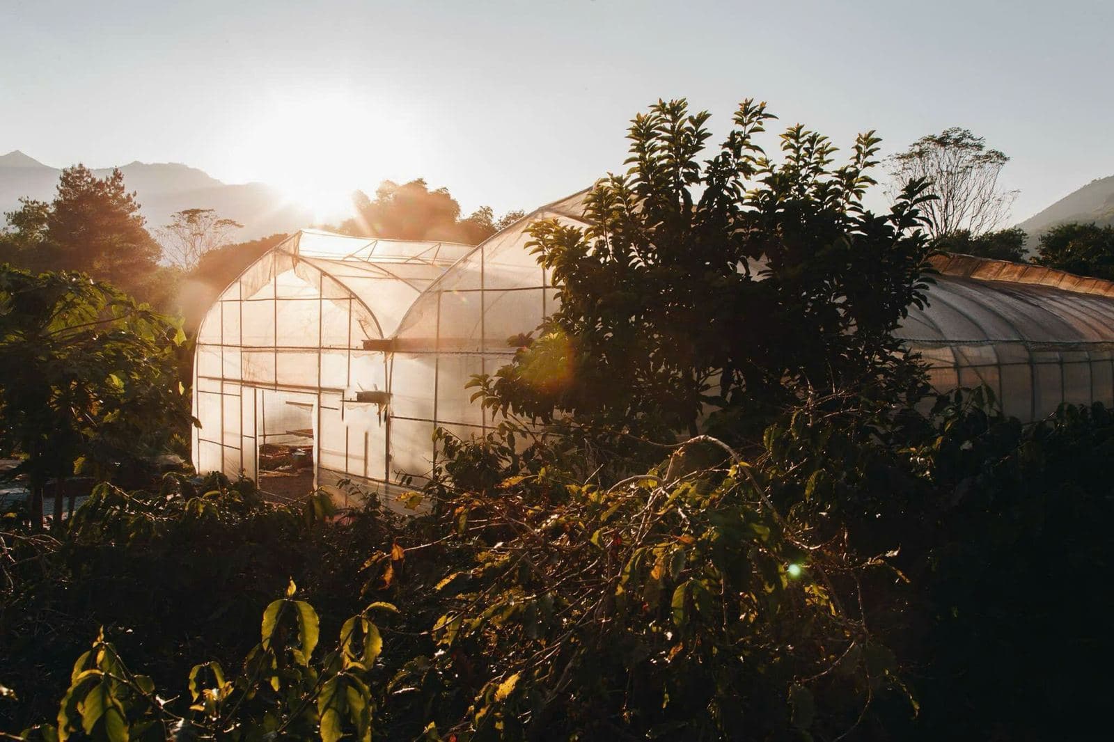 Sunrise over the drying greenhouses at the farm