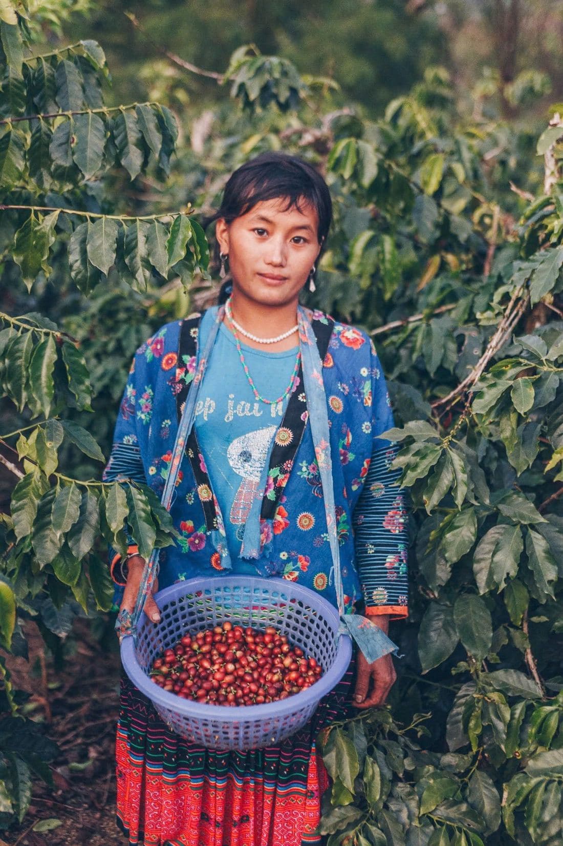 Picker carrying a basket of ripe cherries